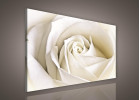 Bílá růže 147A O1